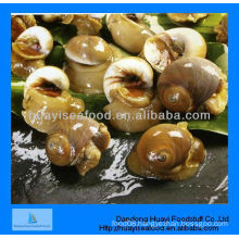 moon snail